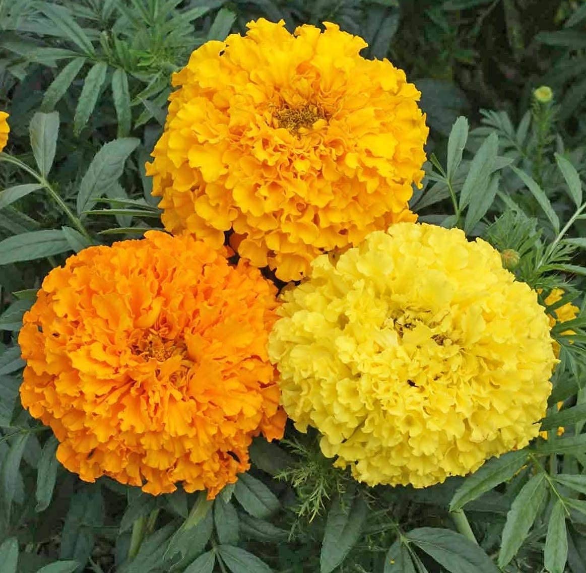 Marigold Giant Mixed - Seeds