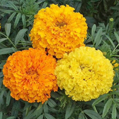 Marigold Giant Mix (گل گیندا) – 40+ Seeds