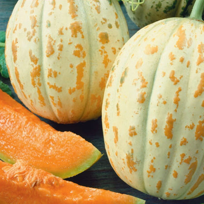 Melon Orange Ananas - 15 Seeds (SWEET)