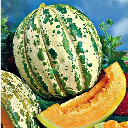 Melon Orange Ananas - 15 Seeds (SWEET)