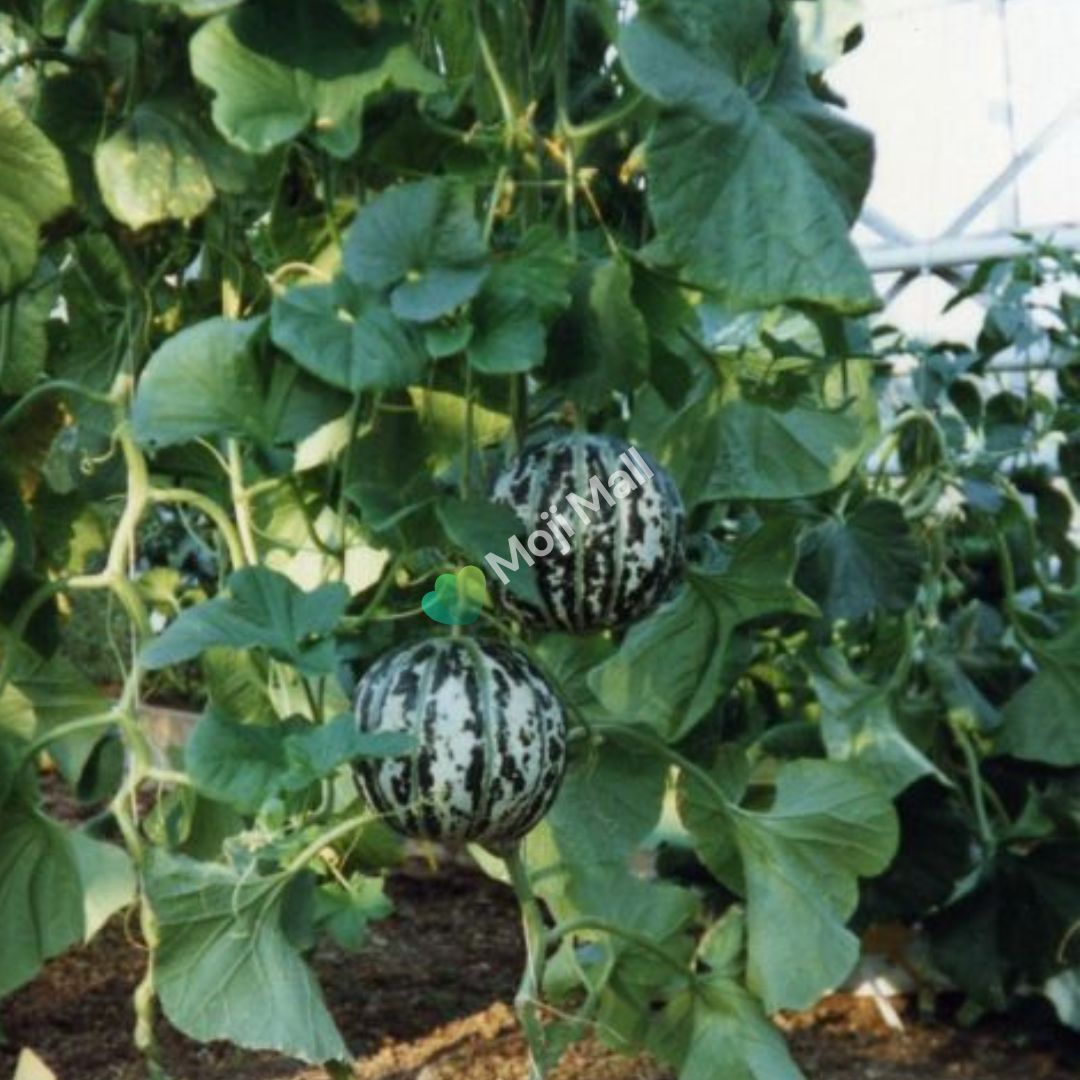 Melon Orange Ananas - 15 Seeds (SWEET)