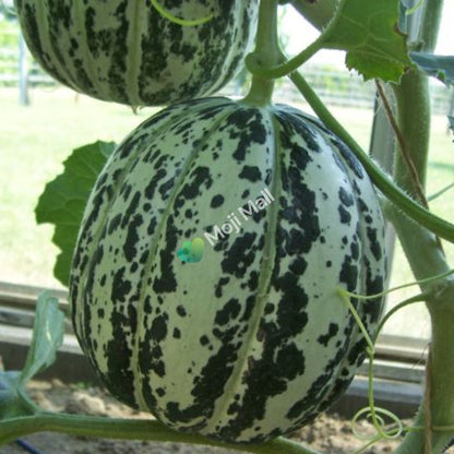Melon Orange Ananas - 15 Seeds (SWEET)