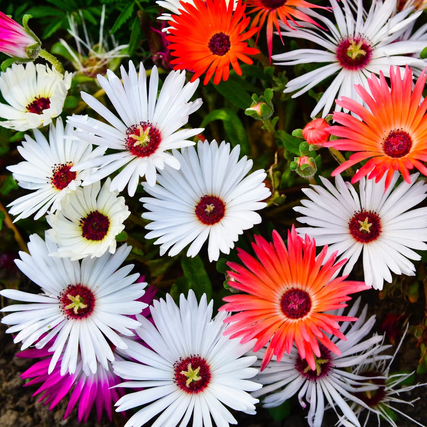 Mesembryanthemum Daisy Flowers - Seeds