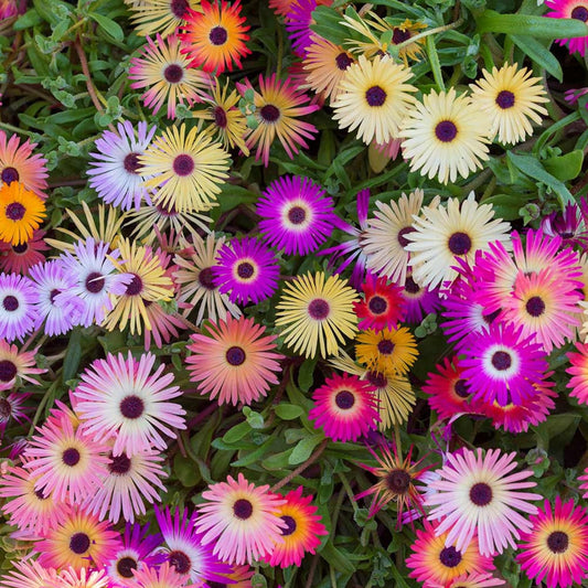 Mesembryanthemum (ice Plant) Mix – 100+ Seeds