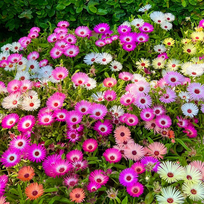 Mesembryanthemum (ice Plant) Mix – 100+ Seeds
