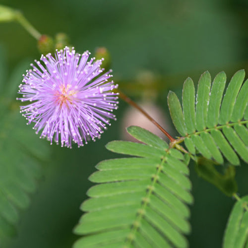 Mimosa Pudica (Touch me not ,چھوئی موئی) - 20+ Seeds