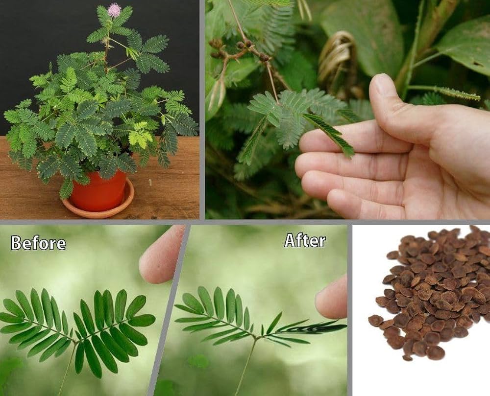 Mimosa Pudica (Touch me not ,چھوئی موئی) - 20+ Seeds