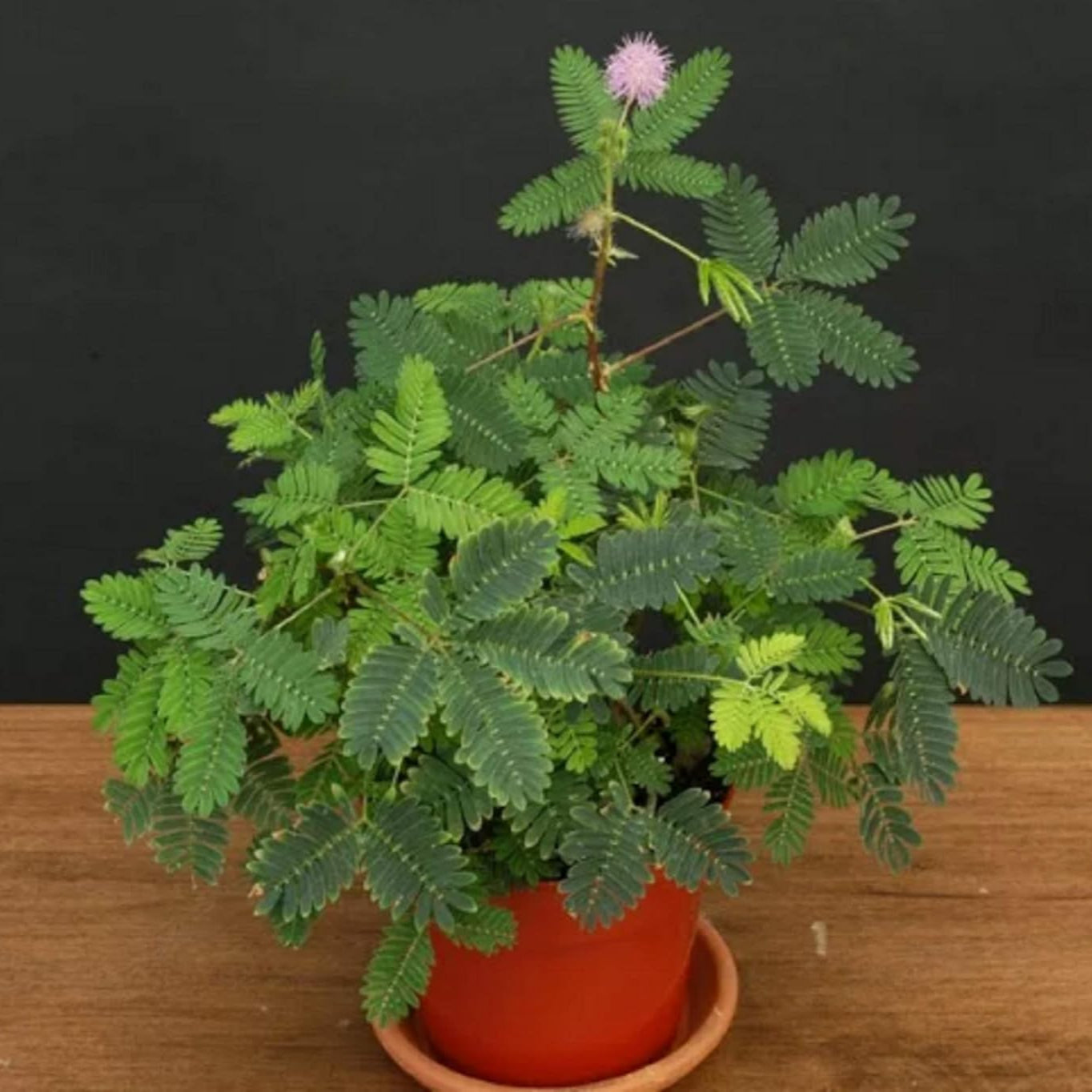 Mimosa Pudica (Touch me not ,چھوئی موئی) - 20+ Seeds