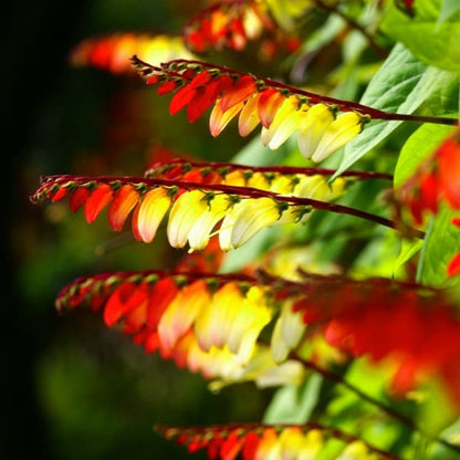 Mina Lobata Vine - Seeds