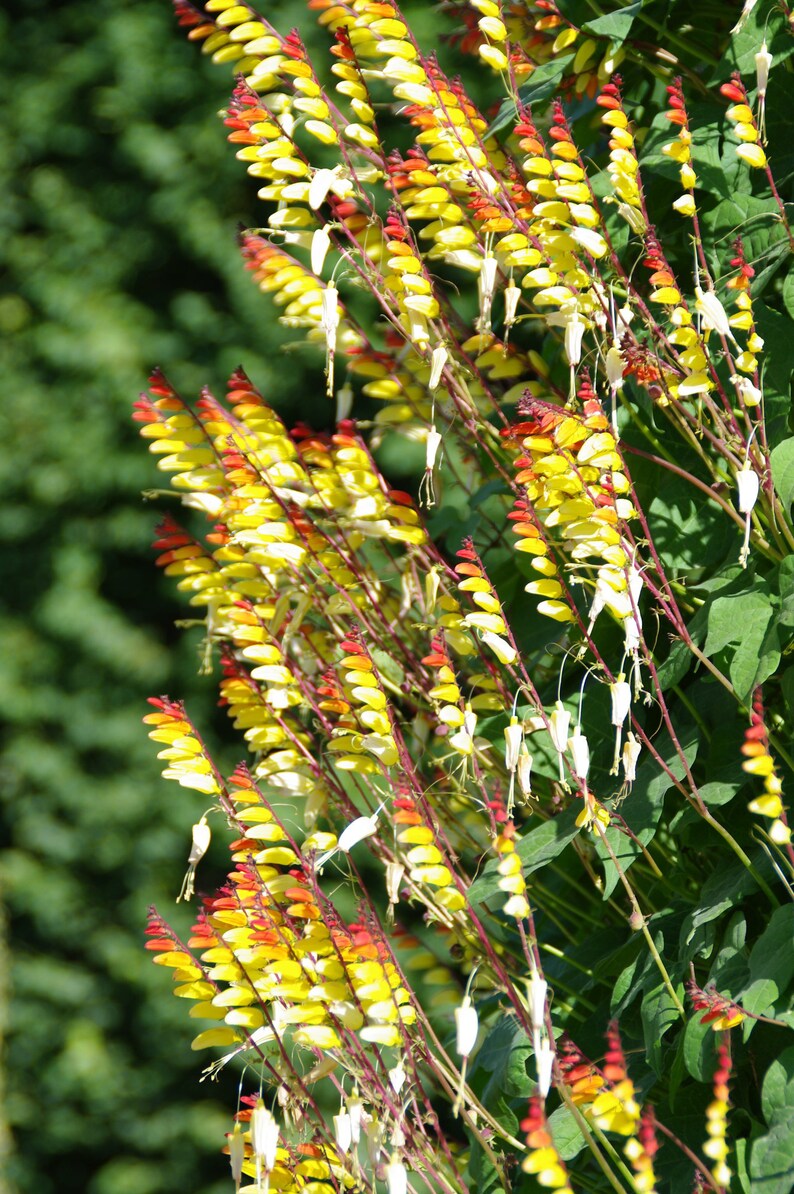 Mina Lobata Vine - Seeds