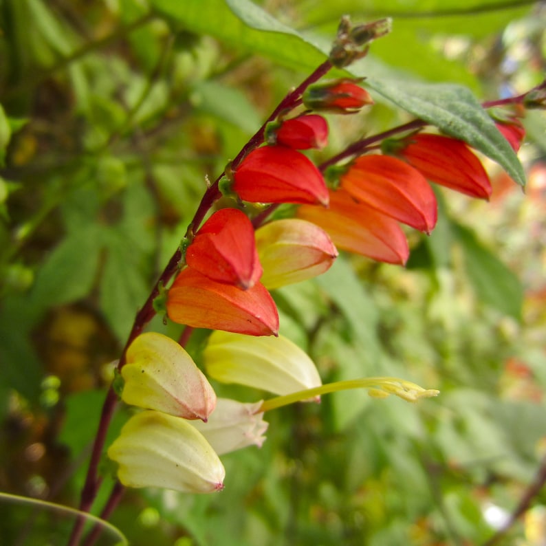 Mina Lobata Vine - Seeds