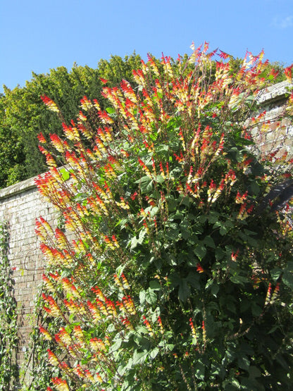 Mina Lobata Vine - Seeds