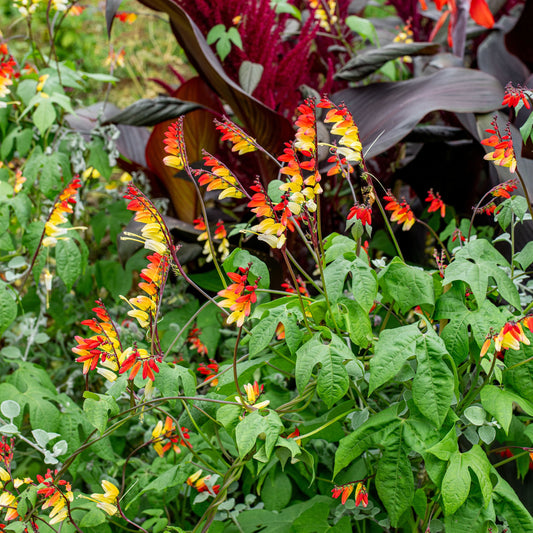 Mina Lobata Vine – Seeds