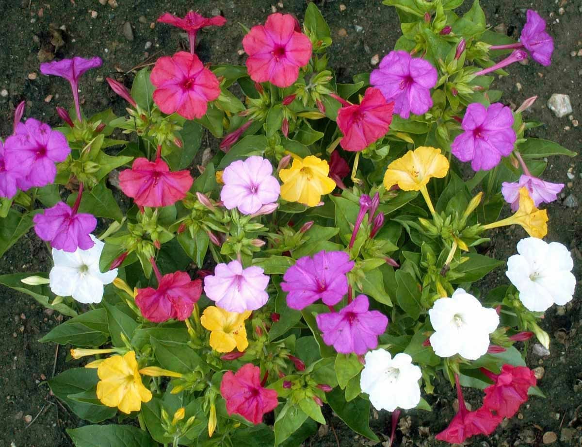 4′ O Clock (گلِ عباسی) - Mirabilis Jalapa - Mix Seeds