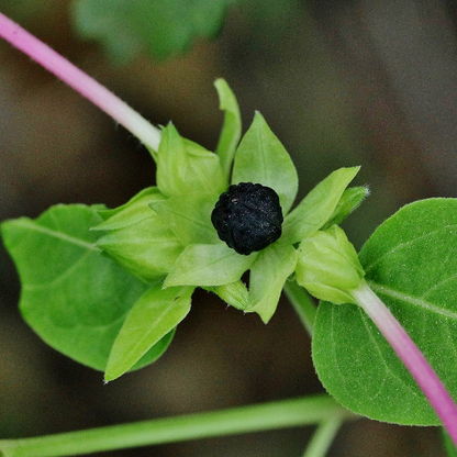 4′ O Clock (گلِ عباسی) - Mirabilis Jalapa - Mix Seeds