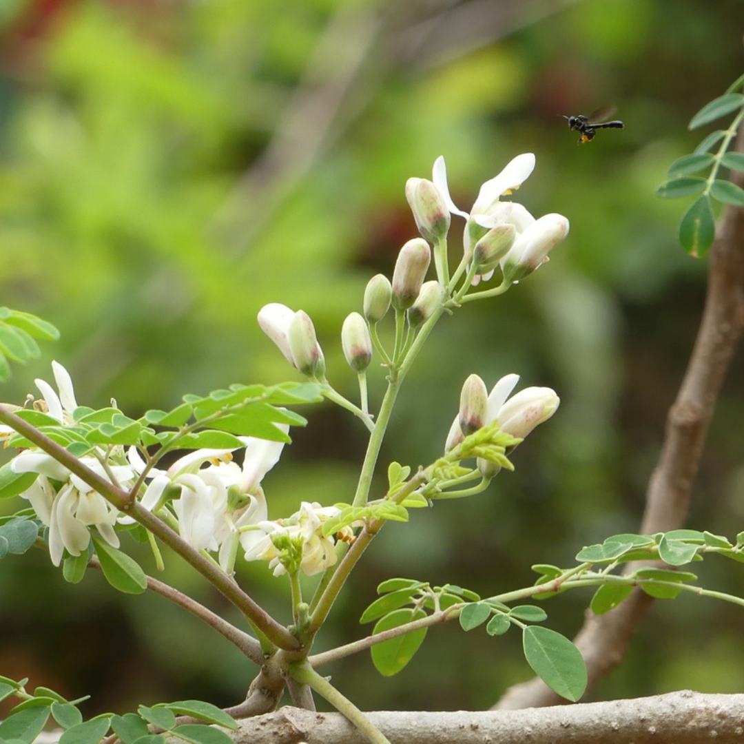 Moringa Seeds