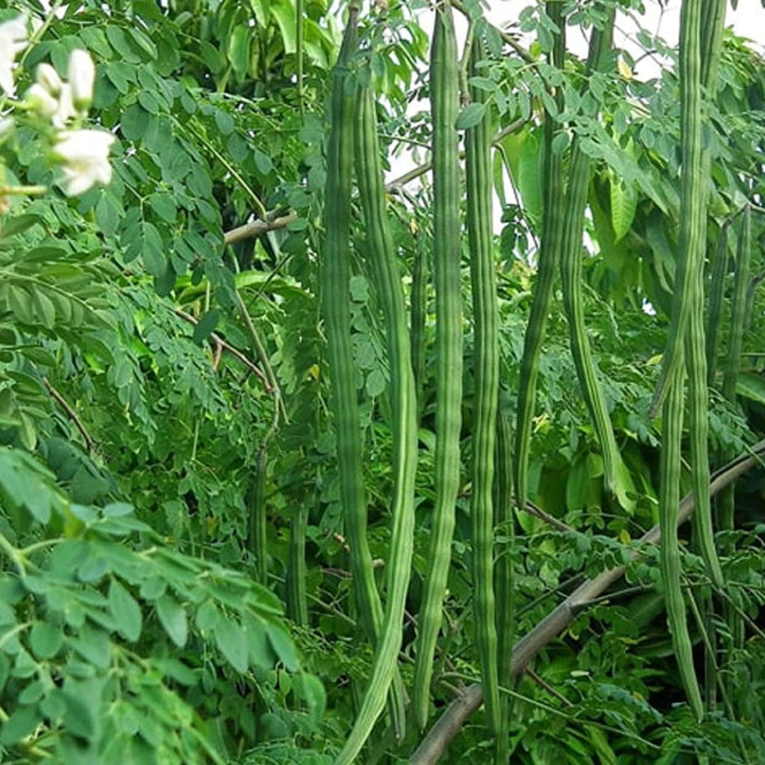 Moringa Seeds