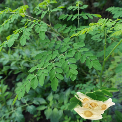 Moringa Seeds