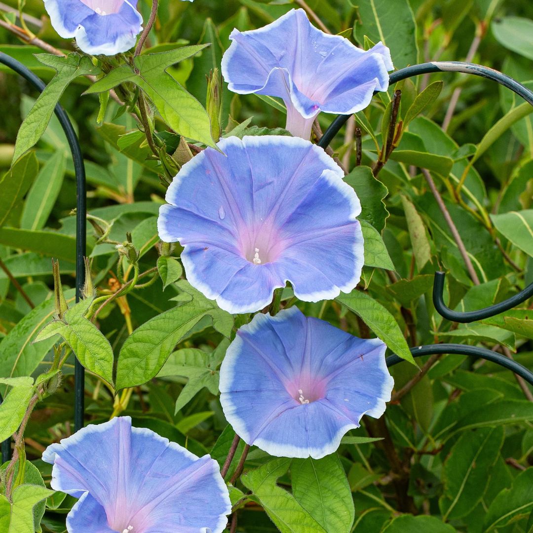 Morning Glory (Morning Call Blue with White Edge) – 5 Seeds-Moji Mall