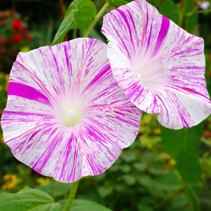 Morning Glory (Venice Pink) – Buzzy Seeds (Imported - Limited Pack)-Moji Mall