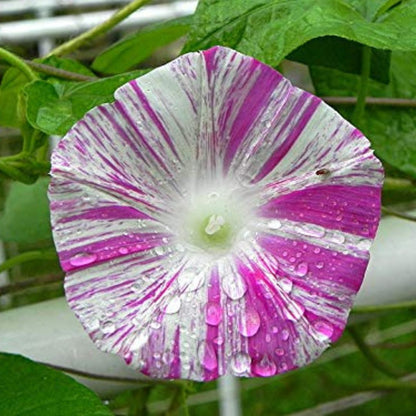 Morning Glory (Venice Pink) – Buzzy Seeds (Imported - Limited Pack)-Moji Mall