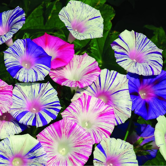 Morning Glory Harlequin - Seeds