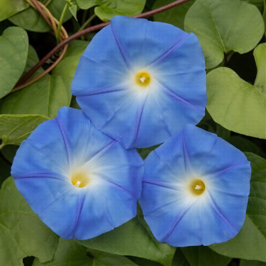 Morning Glory Heavenly Blue 10+ Seeds