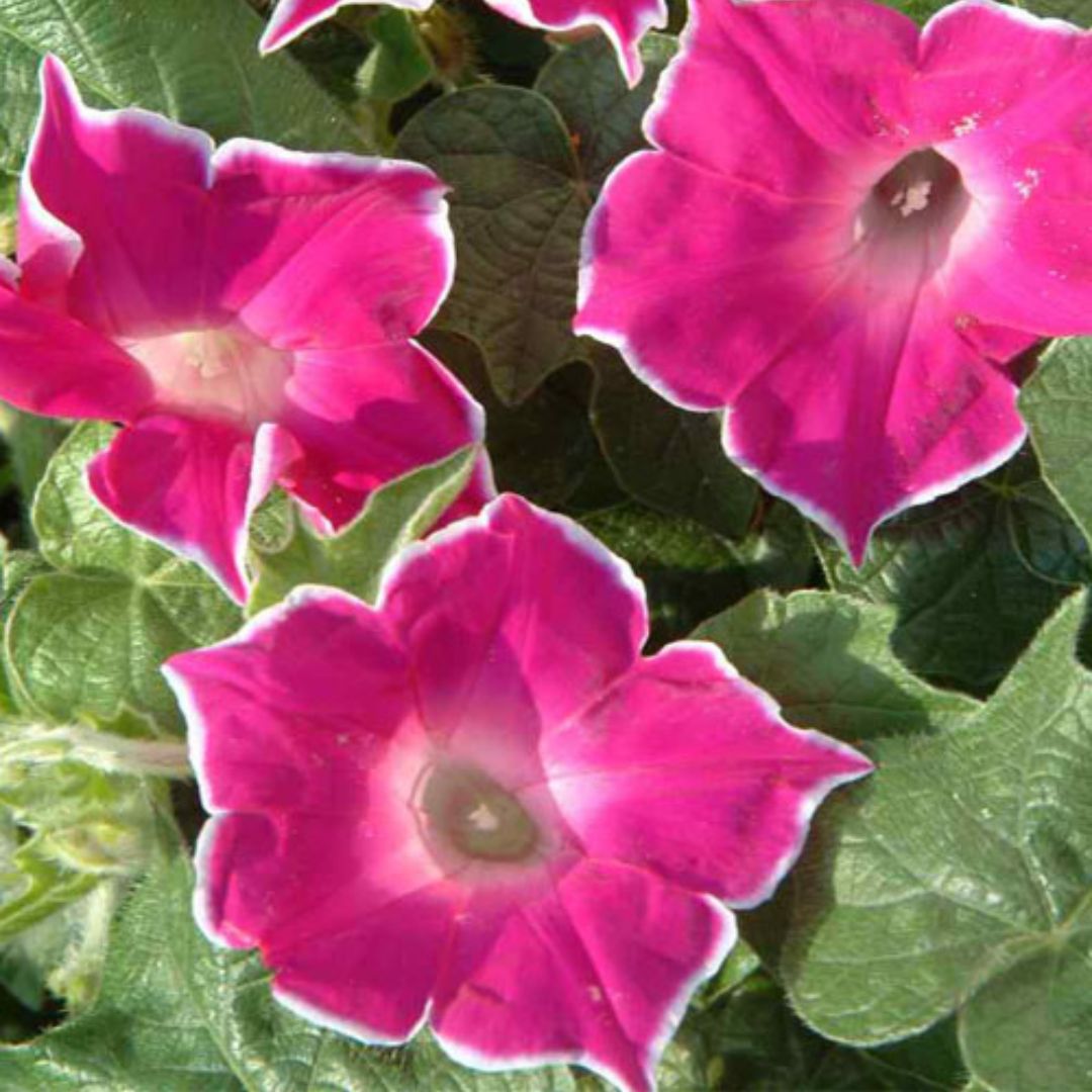 Morning Glory Red Picotee 5 Seeds