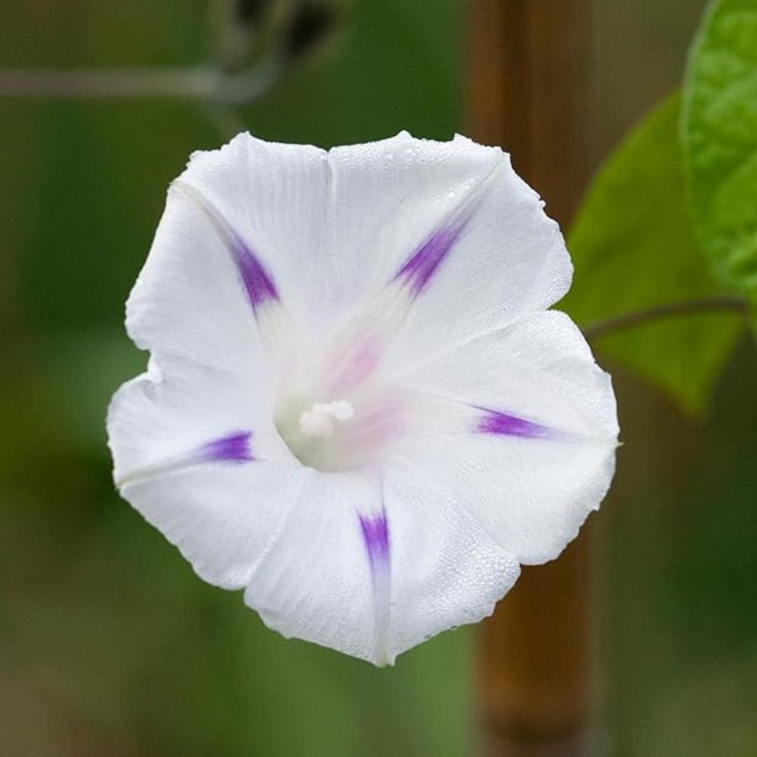 Morning Glory Shiva 10 Seeds