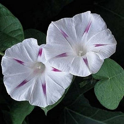 Morning Glory Shiva 10 Seeds