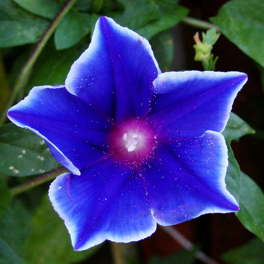 Morning Glory Blue Picotee 5 Seeds