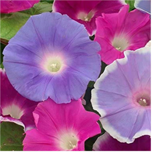 Morning Glory Early Call Mix 10 Seeds