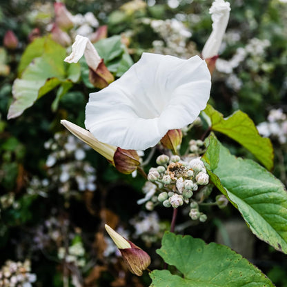 Morning Glory White (Moon Flower) - Seeds