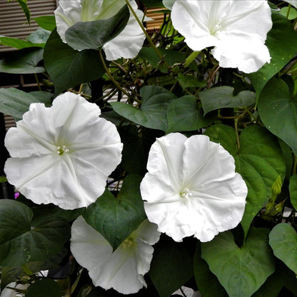 Morning Glory White (Moon Flower) - Seeds