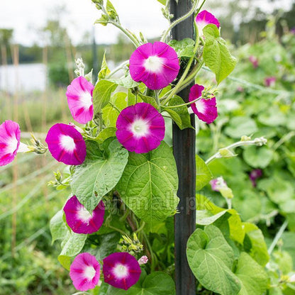 Crimson Rambler morning glory vine displaying deep crimson-red trumpet-shaped blooms with bright white throats in Pakistan by Moji Mall.