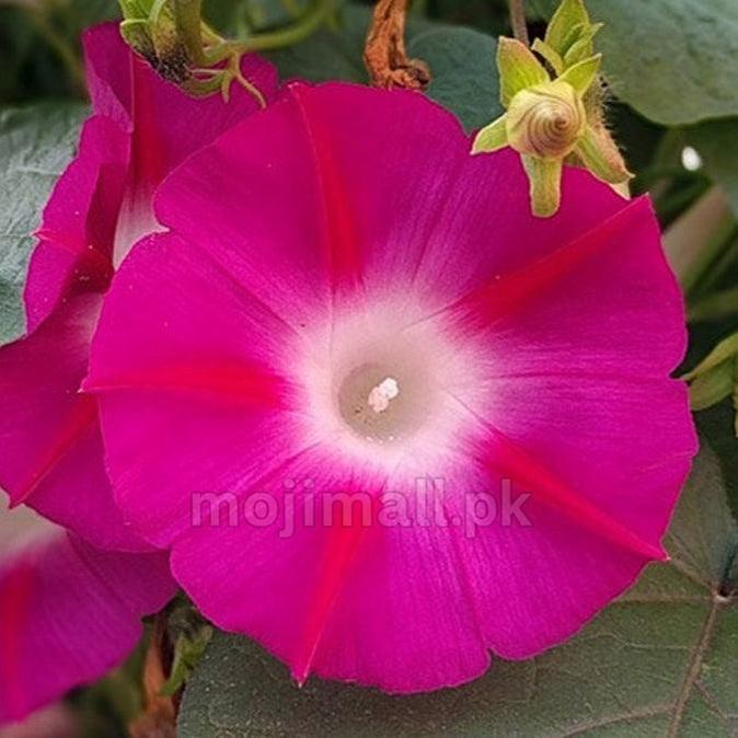 Morning Glory Crimson Rambler with deep crimson-red trumpet flowers and contrasting white throats, grown from flower seeds in Pakistan by Moji Mall.