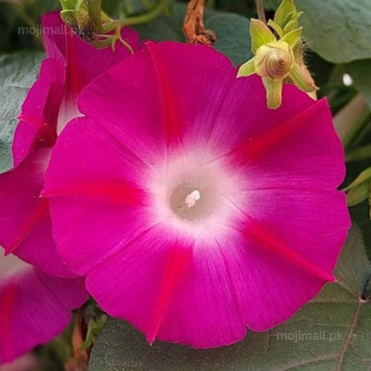 Morning Glory Crimson Rambler with deep crimson-red trumpet flowers and contrasting white throats, grown from flower seeds in Pakistan by Moji Mall.