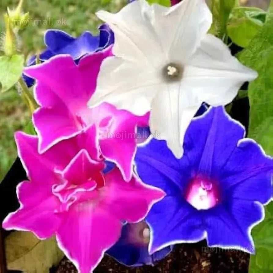 Morning Glory Kikyo-Zaki Mixed star-shaped and ruffled flowers in mixed colours by moji mall