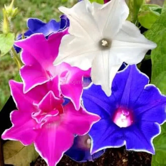 Morning Glory Kikyo-Zaki Mixed star-shaped and ruffled flowers in mixed colours by moji mall