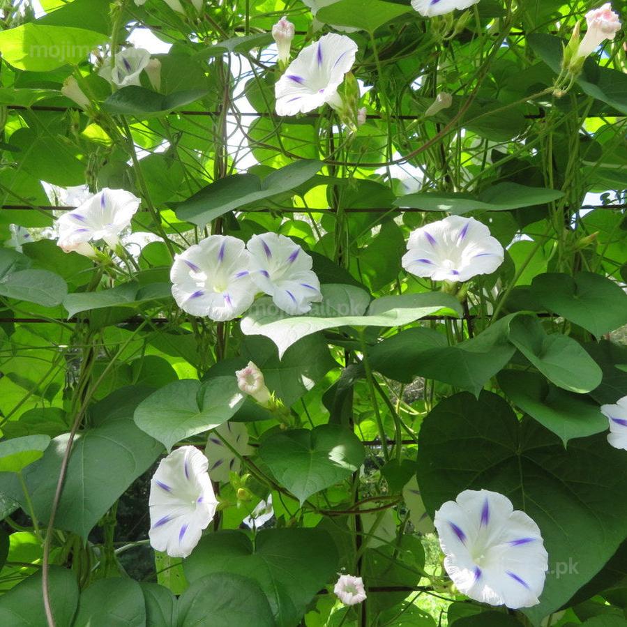 Morning Glory Milky Way white trumpet flower with purple and lavender star-like markings by moji mall