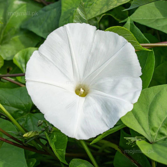 Morning Glory Pearly Gates large pearl-white trumpet flower on a climbing vine
