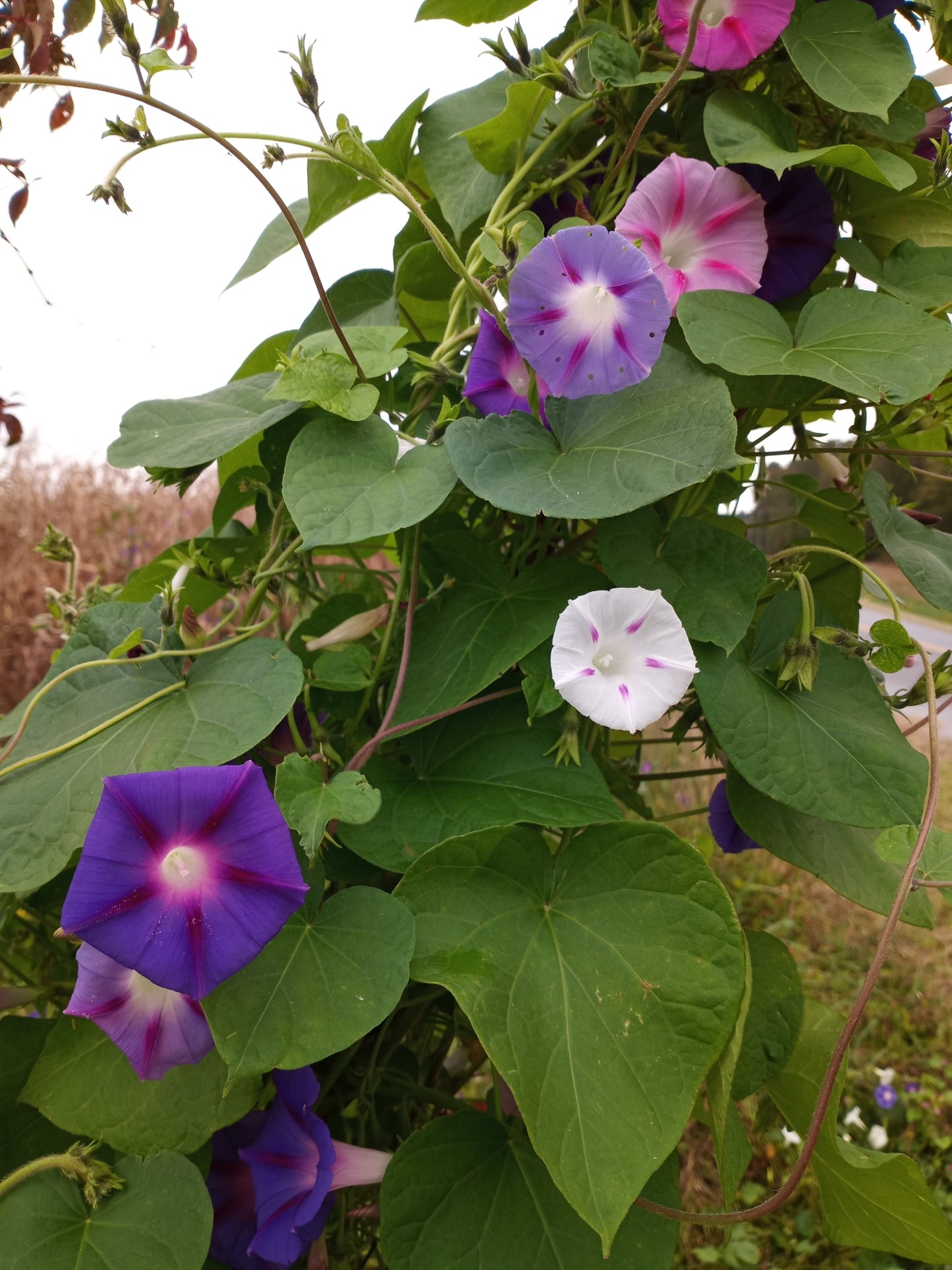 Morning Glory (Pink Pastel Star) - 10 Seeds