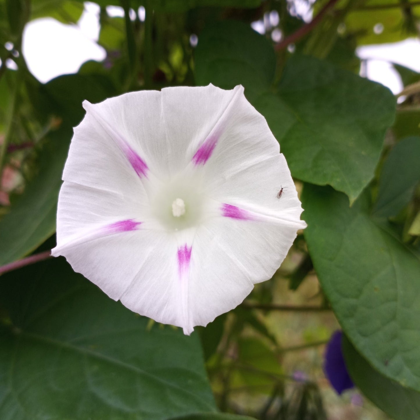 Morning Glory (Pink Pastel Star) - 10 Seeds