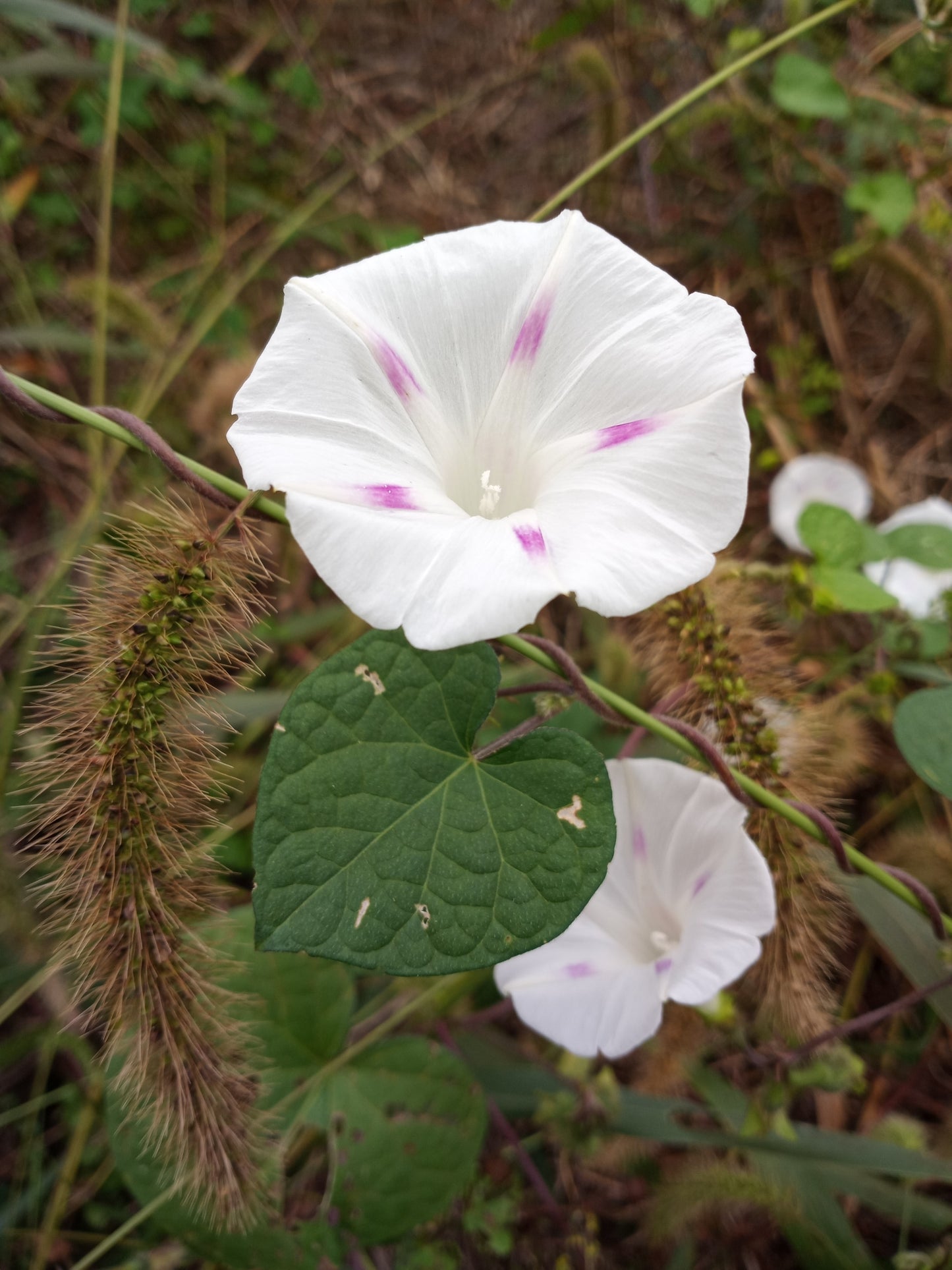 Morning Glory (Pink Pastel Star) - 10 Seeds