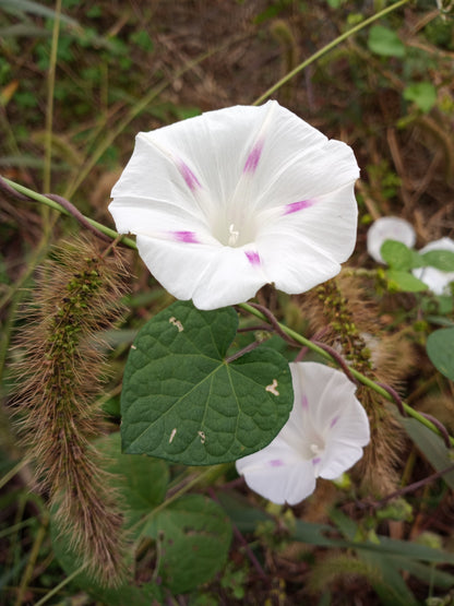 Morning Glory (Pink Pastel Star) - 10 Seeds