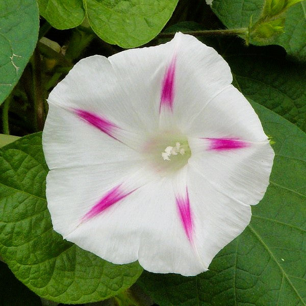 Morning Glory (Pink Pastel Star) - 10 Seeds