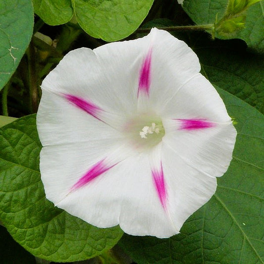 Morning Glory (Pink Pastel Star) - 10 Seeds