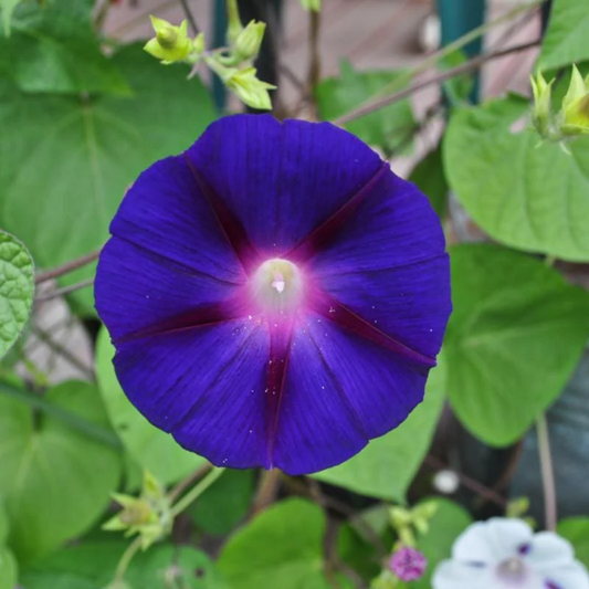 Morning glory - Grandpa Ott - Seeds