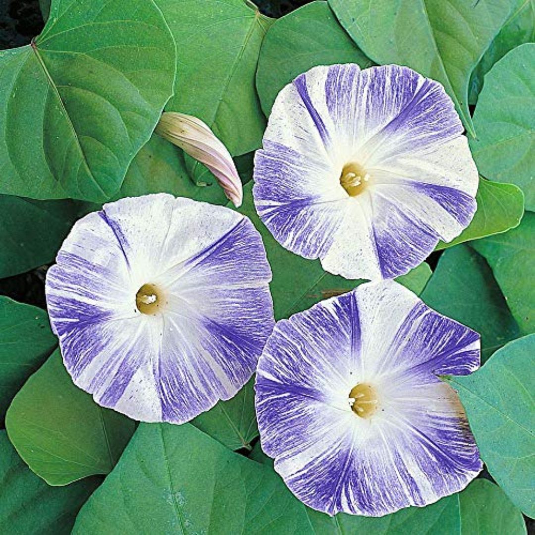 Morning Glory Tricolor Flying Saucers 15 Seeds