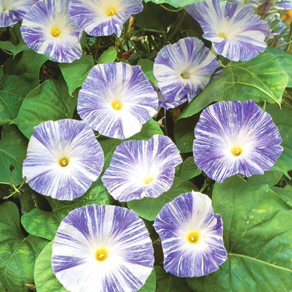Morning Glory Tricolor Flying Saucers 15 Seeds